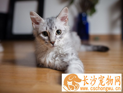 小猫怕生怎么办 给予充分的爱