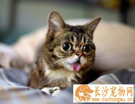 小猫着凉拉稀怎么办 不要频繁的给小猫洗澡