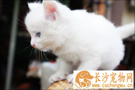 小猫叫春怎么办 可以帮猫咪做绝育手术