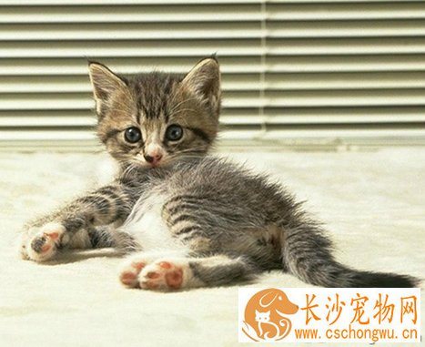 小猫中暑怎么办 要做好预防工作