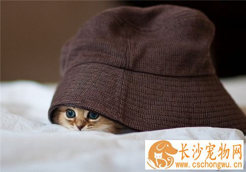 小猫不听话怎么办 从小开始训练猫咪听话