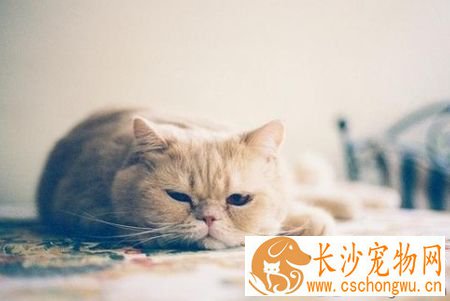 小猫不拉屎怎么办 注意饮食的调理改善