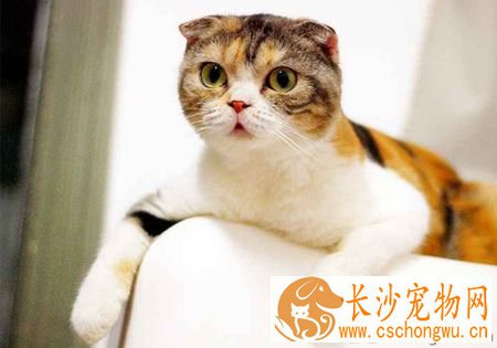 小猫不吃东西怎么办 找对根源对症下药
