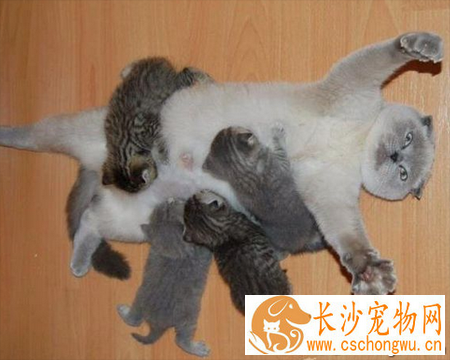 猫要生了怎么办 猫窝放在安全安静的地方