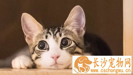被家猫抓伤出血怎么办 一定要打疫苗