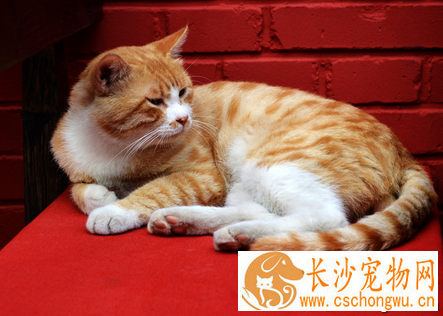 猫猫口臭怎么办 猫咪口臭的治疗方法