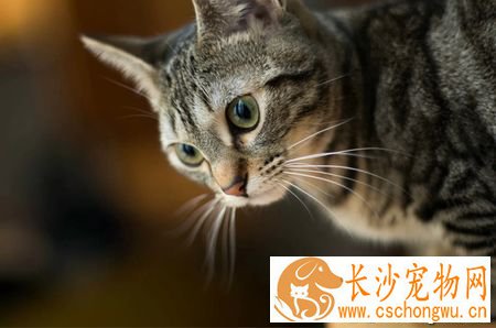 猫咪到处撒尿怎么办 要从小训练养成好习惯