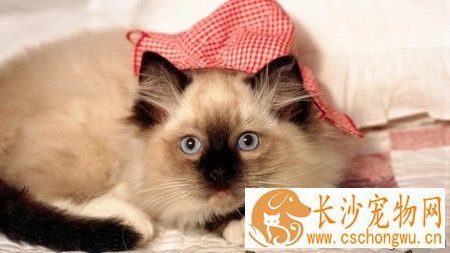 由猫咪引起的臭味怎么办 处理好便便