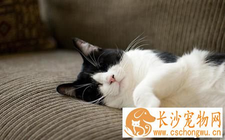 猫咪死了怎么办 尸体处理常见的五种方法