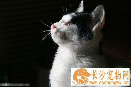 猫咪胀奶怎么办 最好的办法找小猫去吃奶