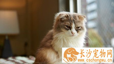 猫咪肠胃不好怎么办 不要频繁的换粮食