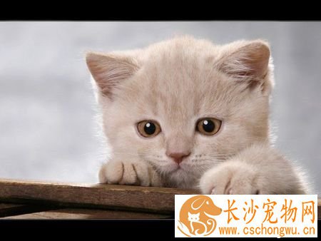 猫咪流产了怎么办 预防猫咪流产的措施