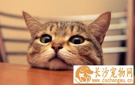 猫咪有跳蚤怎么办 定期为猫咪清除跳蚤