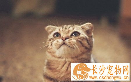 猫咪脱肛怎么办 猫咪脱肛又叫直肠脱 