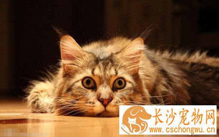 猫咪感冒了怎么办 注意猫咪的保暖多加护理