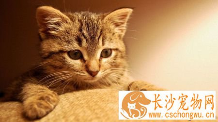 猫咪打喷嚏怎么办 搞定原因才能对症下药