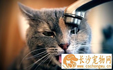 猫咪不吃东西怎么办 要增加猫咪的食欲