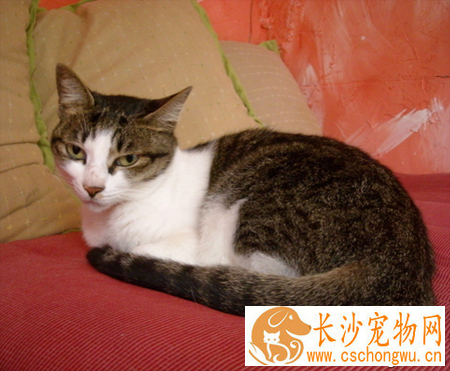 猫猫难产怎么办 做好分娩期的必要工作