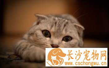 猫咪拉肚子怎么办 注意饮食和居住环境卫生