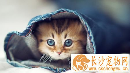 猫咪眼睛分泌物多怎么办 可以清洁一下