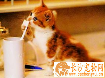 猫猫尿血怎么办 最好到医院进行治疗