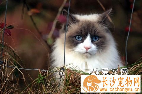 猫吃了死老鼠怎么办 去宠物医院看医生