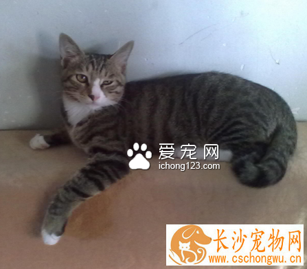 猫咪便秘怎么办 保证日常充足的供水