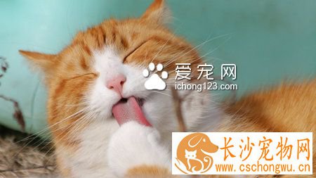 猫快死了怎么办 10岁以上就是老猫了