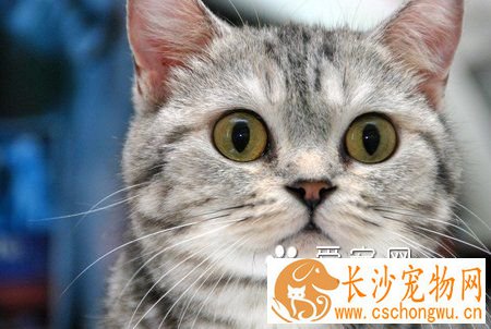 猫咪有泪痕怎么办 热毛巾擦一下眼睛周围