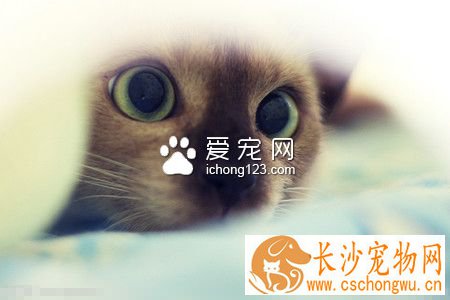 猫咪死后怎么办 最佳的处理宠物尸体应火化