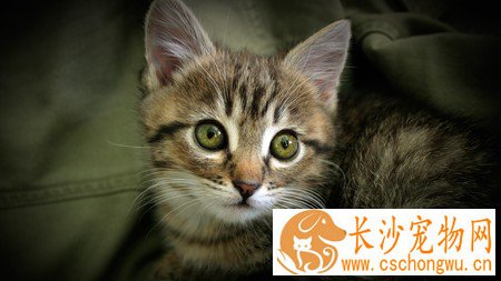 猫咪一直叫怎么办 消除猫咪的紧张感