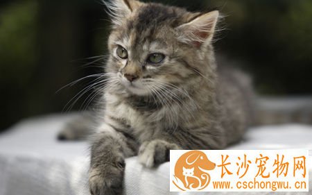 母猫难产怎么办 按摩猫咪的腹部加速收缩