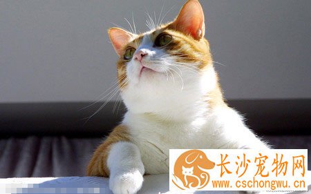 猫咪脱毛怎么办 加强对猫的饮食管理