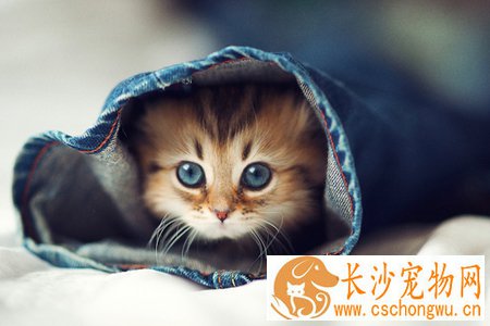 对猫过敏怎么办 经常给猫咪洗澡可缓解