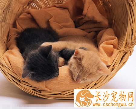 小猫不会吃奶怎么办 可以选择人工喂食