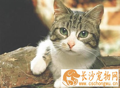 小猫不吃奶怎么办 可用4喂奶方式喂奶