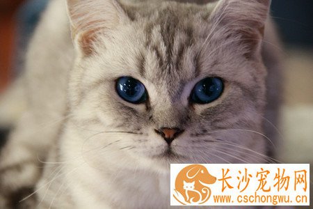 猫不爱喝水怎么办 可以适当喂食湿猫粮