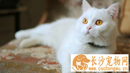 小猫怀孕了怎么办 解析怀孕中的猫猫护理