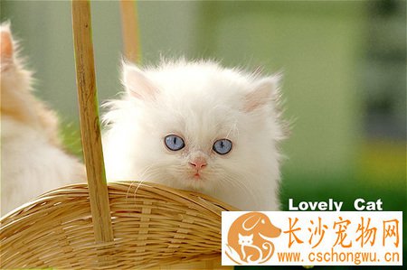 小猫有眼屎怎么办 可以帮猫咪清理一下