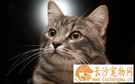 小猫一直呕吐怎么办 对其饮食多加注意