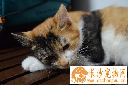 小猫身上有臭味怎么办 及时给小猫护理