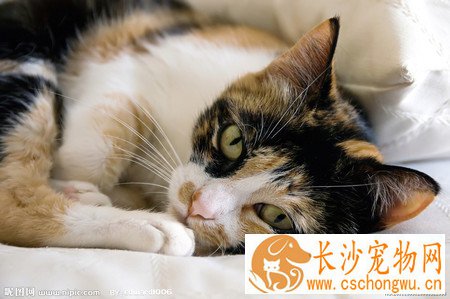 小猫难产怎么办 用催产针和补充体能