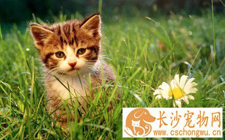 小猫太瘦怎么办 给予适当的营养管理