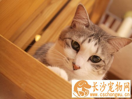 小猫流鼻涕怎么办 是常见的一种症状之一