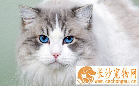 小猫腹泻怎么办 为腹泻中的猫猫及时补水