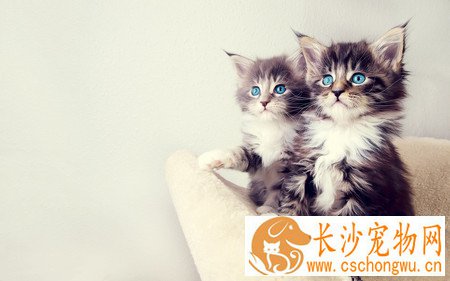 小猫骨折了怎么办 以固定整复为主
