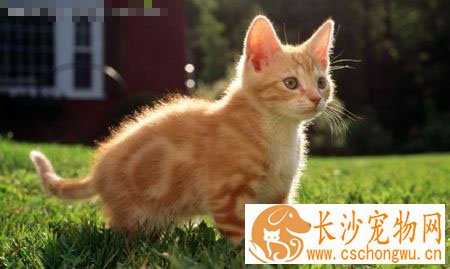 小猫怕人怎么办 三招搞定小猫不在怕人
