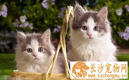 小猫掉毛怎么办 家长应该注重科学养猫