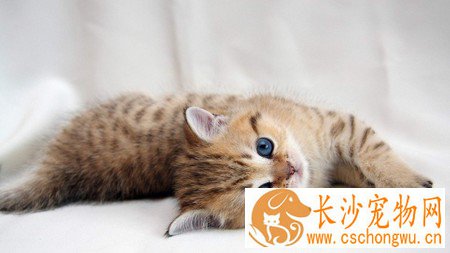 小猫吐白沫怎么办 找到原因对症下药