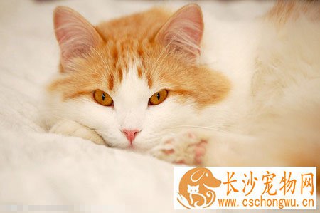 小猫发烧了怎么办 检查猫咪是否脱水